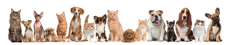 Dogs and cats ambulatory tremezzina