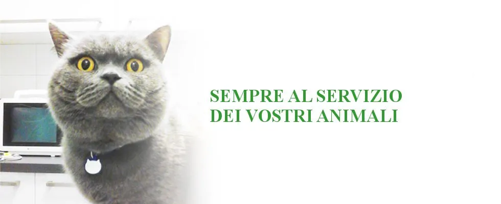Veterinary care cat