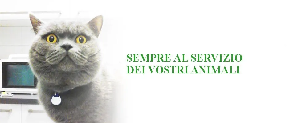 Cure veterinarie gatto