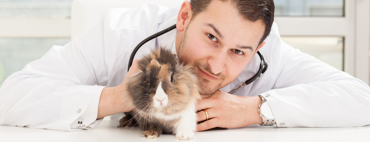 Veterinary rabbit care