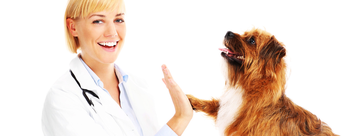 Cure veterinarie cane